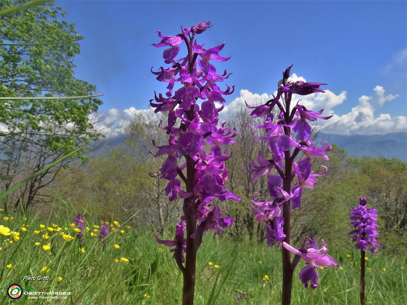 67 Orchis mascula (Orchide maschia) .JPG